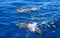Dolphins family swimming in the ocean