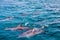 Dolphins Fernando de Noronha Island