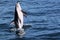 Dolphins having fun in the ocean during whale watching trip - New Zealand