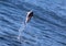 Dolphins having fun in the ocean during whale watching trip - New Zealand