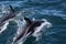Dolphins having fun in the ocean during whale watching trip - New Zealand