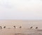 Dolphins hunt at sunset in the tropical sea