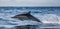 Dolphins jump out at high speed out of the water. South Africa. False Bay.