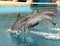 Dolphins Jumping