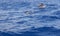 Dolphins jumping in the atlantic ocean. Azores island