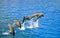 Dolphins jumping out of the water