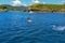 Dolphins jumping out of the water in the Bay of Islands, North Island, New Zealand