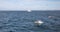 Dolphins jumping out of the water in front of a sailboat in the Santa Barbara channel off the coast of Ventura California United