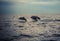 Dolphins at Lovina beach