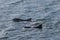 Dolphins in the marina at Whyalla harbour, South Australia