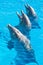 Dolphins at the Miami Seaquarium