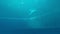 Dolphins that perform evolutions inside the Aquarium of Genoa in vertical 4k