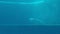 Dolphins that perform evolutions inside the Aquarium of Genoa in vertical 4k