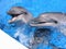 Dolphins Photo - Beautiful Dolphin Stock Images