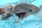 Dolphins play with man in aquarium with blue water