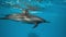 Dolphins playing in the blue water of red sea. underwater shot of wild dolphin taking breath. Aquatic marine animals in