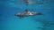 Dolphins playing in the blue water of Red sea. Underwater shot of wild dolphin taking breath. Aquatic marine animals in