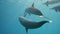 Dolphins playing in the blue water of Red sea. Underwater shot of wild dolphin taking breath. Aquatic marine animals in