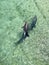 Dolphins playing at sea in okinawa