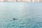 Dolphins playing in the water of the Gulf of Oman