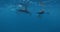 Dolphins pod swims underwater in blue ocean. Dolphins family in wild nature