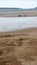 Dolphins in the sand at Tenby beach