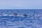 Dolphins in the sea near Lovina, Bali