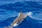 Dolphins in the sea near Lovina, Bali