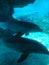 Dolphins at Sea World Orlando Florida