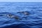 Dolphins seen at  the coast of Tenerife, Spain