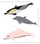 Dolphins Set Cartoon Vector Illustration