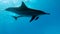 Dolphins. Spinner dolphin. Stenella longirostris is a small dolphin that lives in tropical coastal waters around the world.