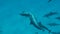 Dolphins. Spinner dolphin. Stenella longirostris is a small dolphin that lives in tropical coastal waters around the world.