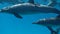 Dolphins. Spinner dolphin. Stenella longirostris is a small dolphin that lives in tropical coastal waters around the world.