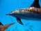 Dolphins. Spinner dolphin. Stenella longirostris is a small dolphin that lives in tropical coastal waters around the world.