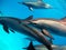 Dolphins. Spinner dolphin. Stenella longirostris is a small dolphin that lives in tropical coastal waters around the world.