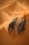 dolphins splashing across the sand dunes, ai generative