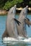 Dolphins standing on tails