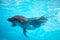 Dolphins swim in the pool