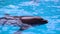 Dolphins swim in the pool beautiful blue aquarium, underwater nature sunlight wild funny, entertainment playful fun