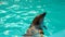 Dolphins swim in the pool beautiful pool animal sea, underwater aquatic sunlight wild life, wave. Ater playful in