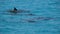 Dolphins swim on the surface of the water. Indian Ocean video close-up