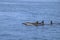 Dolphins swim together in the sea in Hawaii