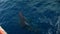 Dolphins swim underwater near ship in Pacific Ocean.