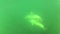 Dolphins swimming