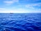 Dolphins swimming in the Atlantic Ocean in front of Los Gigantes, Canary Islands, Tenerife