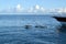 Dolphins swimming in the bow of a recreational boat in a tranquil environment.