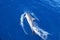 dolphins swimming in the Cantabrian sea. Basque Country, Spain