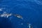 dolphins swimming in the Cantabrian sea. Basque Country, Spain