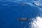 dolphins swimming in the Cantabrian sea. Basque Country, Spain